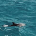 A dolphin gracefully glides through the vibrant blue waters of Hurghada, Egypt.