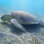 A green sea turtle gracefully glides over the seabed in Marsa Alam, Egypt.