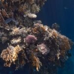 Explore the colorful coral reef underwater in Marsa Alam, Egypt's Red Sea.