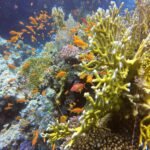 Colorful coral reef scene teeming with vibrant anthias fish in clear ocean waters.
